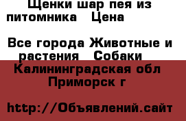 Щенки шар-пея из питомника › Цена ­ 15 000 - Все города Животные и растения » Собаки   . Калининградская обл.,Приморск г.